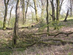 IMGP7317_Skovbilled_Boeg